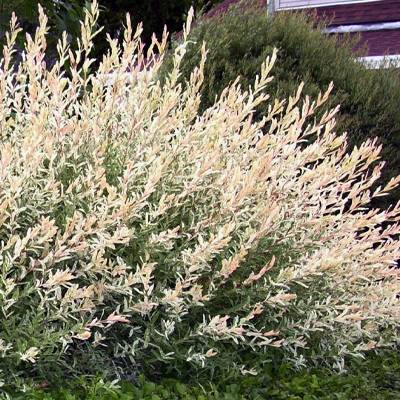 Doiron's - Variegated Japanese Willow