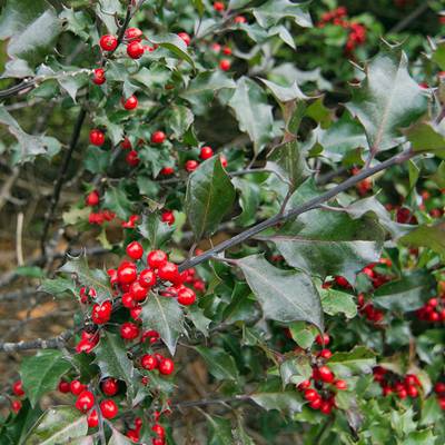 Doiron's - Male and Female Holly