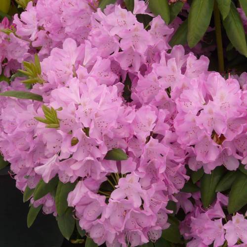 Doiron's - Boursault Rhododendron