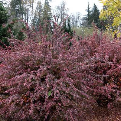 Doiron's - Rose Glow Barberry