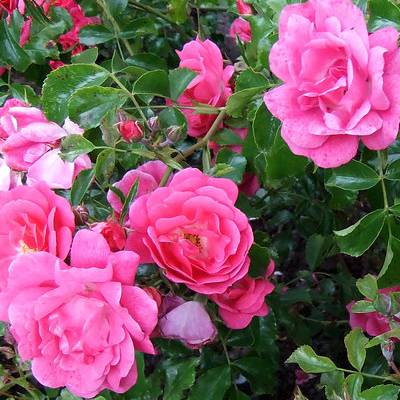 Doiron's - Red, Yellow, and Pink Carpet Roses