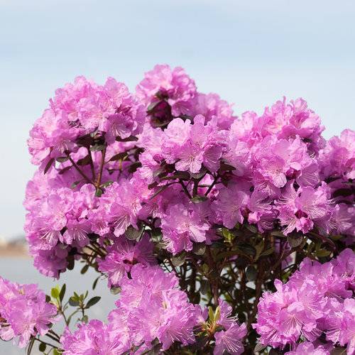 Doiron's - English Roseum Rhododendron
