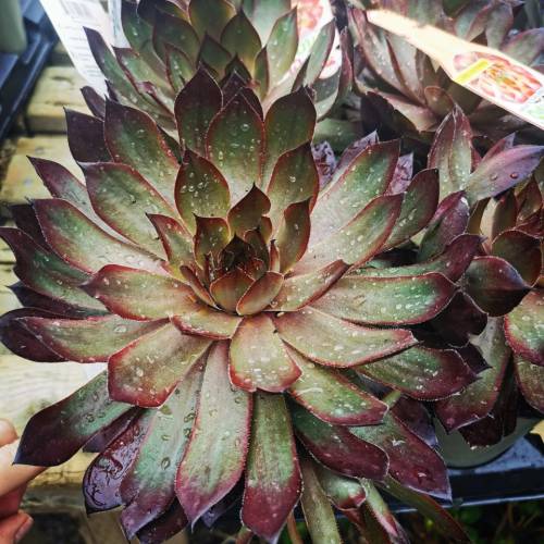 Doiron's - Hens and Chicks 'Butterscotch Baby'