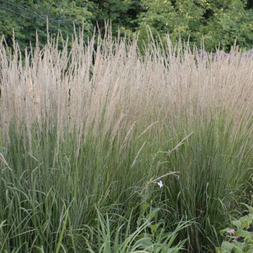 Doiron's - Feather Reed Grass