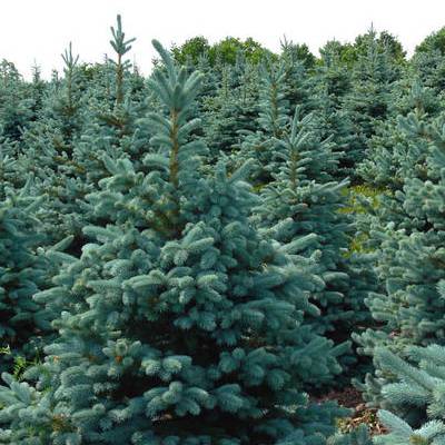 Doiron's Christmas Store -  Baby Blue Spruce