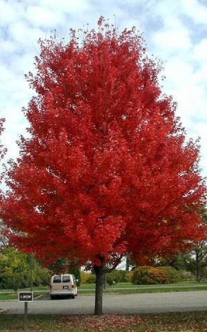 Doiron's - Autumn Blaze Maple