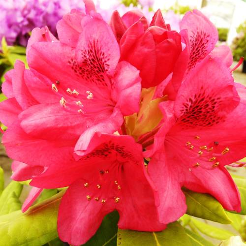 Doiron's - Nova Zembla Rhododendron