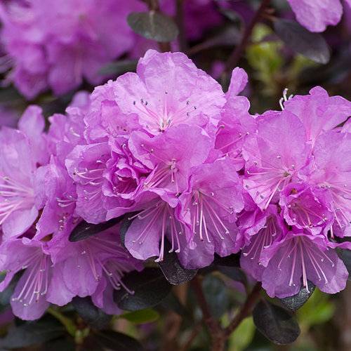 Doiron's - Purple Passion Rhododendron