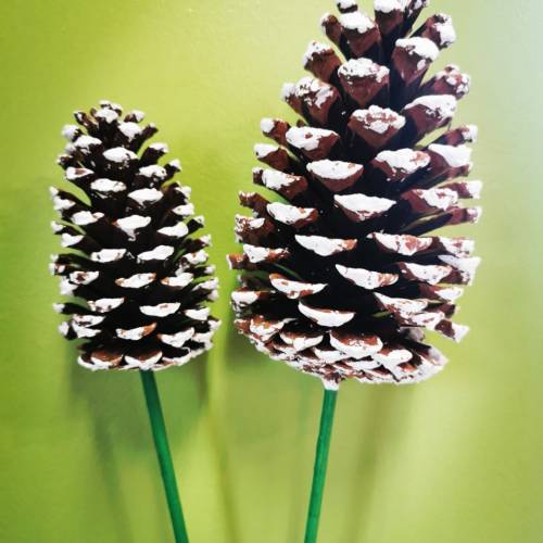 Doiron's - White Tipped Pine Cones