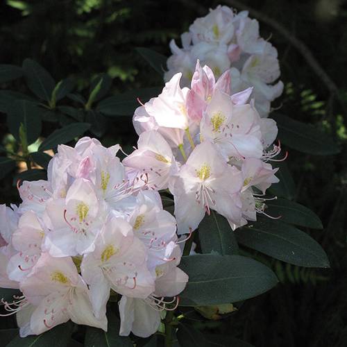 Doiron's - White Catawba Rhododendron